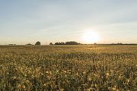 Illinois Sunrise: A Farm Field Bathed in Sunlight