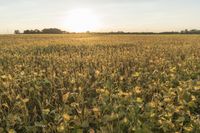 Illinois Sunrise: A Farm Field Bathed in Sunlight
