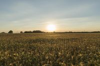 Illinois Sunrise: A Farm Field Bathed in Sunlight