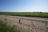tall grasses growing near the road in a grassy field on a sunny day of summer