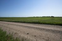tall grasses growing near the road in a grassy field on a sunny day of summer