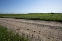 tall grasses growing near the road in a grassy field on a sunny day of summer