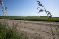 tall grasses growing near the road in a grassy field on a sunny day of summer