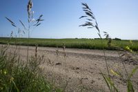 tall grasses growing near the road in a grassy field on a sunny day of summer