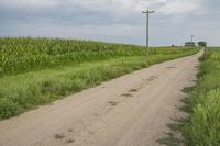 a dirt road in the middle of a corn field with tall green grass and telephone poles