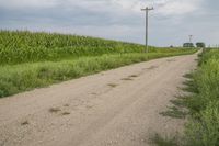 a dirt road in the middle of a corn field with tall green grass and telephone poles