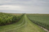 Iowa Prairie Farmland Straight Road