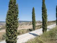 an empty dirt road with tall trees and the countryside behind it on a clear day