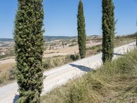 an empty dirt road with tall trees and the countryside behind it on a clear day