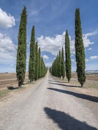 Italy Nature Landscape: Tuscany Countryside 001