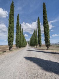 Italy Nature Landscape: Tuscany Countryside 003