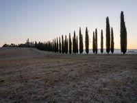 a row of cypress trees next to a dirt road near a house and hill with sunset