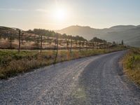 Rural Road in Italy: A Sunlit Pathway