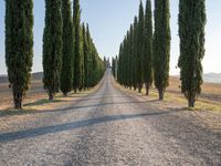 Italy Tuscany Landscape Cypress Gardens 002