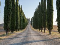 Italy Tuscany Landscape Cypress Gardens