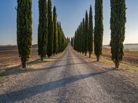 Italy Tuscany Landscape Cypress Gardens