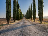 Italy Tuscany Landscape Cypress Gardens 006