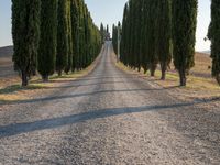 Italy Tuscany Landscape Cypress Gardens 007