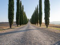 Italy Tuscany Landscape Cypress Gardens 009