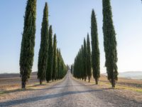 Italy Tuscany Landscape Cypress Gardens