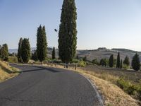 an empty street on a sunny day in the countryside with tall trees and hills to the side