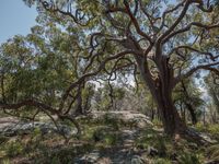 trees on the rocky coast at kangaroo point on kangaroo island, sydney south australia, with clear skies