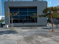 a concrete patio with three trees in front of a building and a blue sky reflecting off the windows