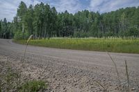 a dirt road and some green trees with tall grass and yellow flowers in front of the dirt road