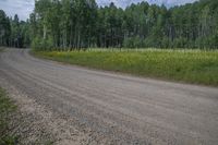 a dirt road and some green trees with tall grass and yellow flowers in front of the dirt road