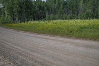 a dirt road and some green trees with tall grass and yellow flowers in front of the dirt road