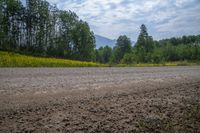 dirt road with yellow flowers growing on it, in front of green trees with mountains in the background