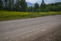 dirt road with yellow flowers growing on it, in front of green trees with mountains in the background