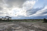 a photo of a view of some trees from the dirt field under clouds in kenya