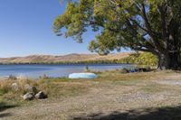 a body of water near a tree and rocks in the grass with a boat on it