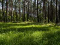 Nature Landscape in Berlin Brandenburg