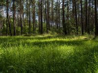 Nature Landscape in Berlin Brandenburg