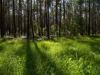 Landscape of Berlin and Brandenburg: A View of the Forest