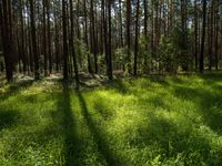 Landscape of Berlin and Brandenburg: A View of the Forest