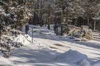 Landscape of Canada's Ontario Forest