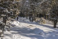 Landscape of Canada's Ontario Forest