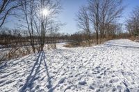 Snowy Forest Landscape in Ontario, Canada