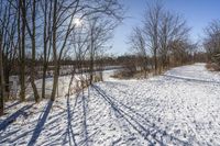 Snowy Forest Landscape in Ontario, Canada