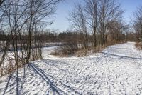 Snowy Forest Landscape in Ontario, Canada