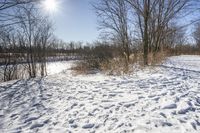 Snowy Forest Landscape in Ontario, Canada