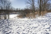 Snowy Forest Landscape in Ontario, Canada