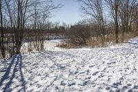 Snowy Forest Landscape in Ontario, Canada