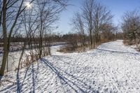 Snowy Forest Landscape in Ontario, Canada