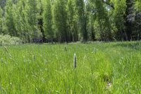 the bear is in the large meadow behind the woods by himself and the tall grass