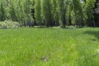 the bear is in the large meadow behind the woods by himself and the tall grass