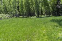 the bear is in the large meadow behind the woods by himself and the tall grass